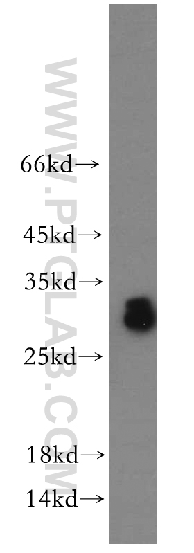 11952-1-AP;human testis tissue