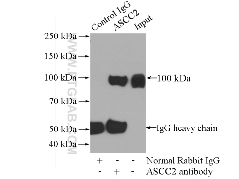 11529-1-AP;HeLa cells