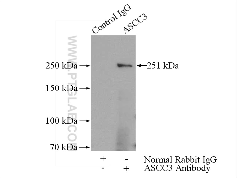 17627-1-AP;HeLa cells