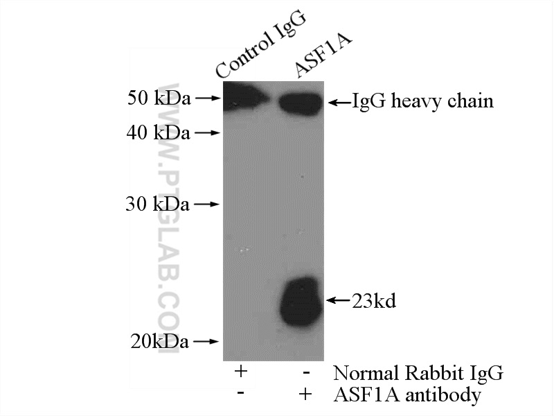 10784-1-AP;HEK-293 cells