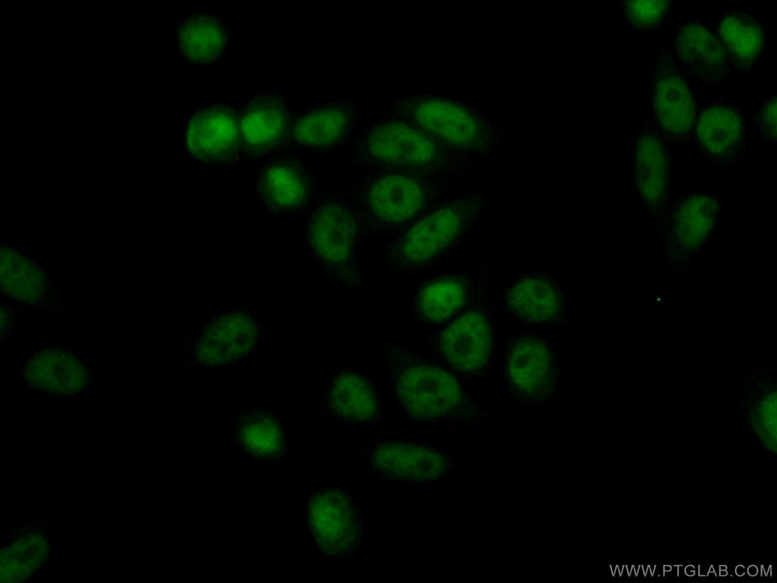 22258-1-AP;HeLa cells