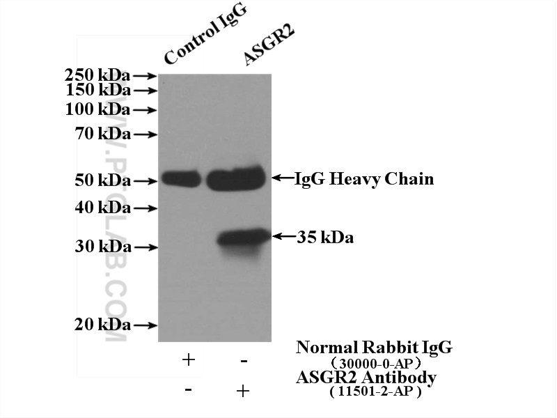 11501-2-AP;L02 cells