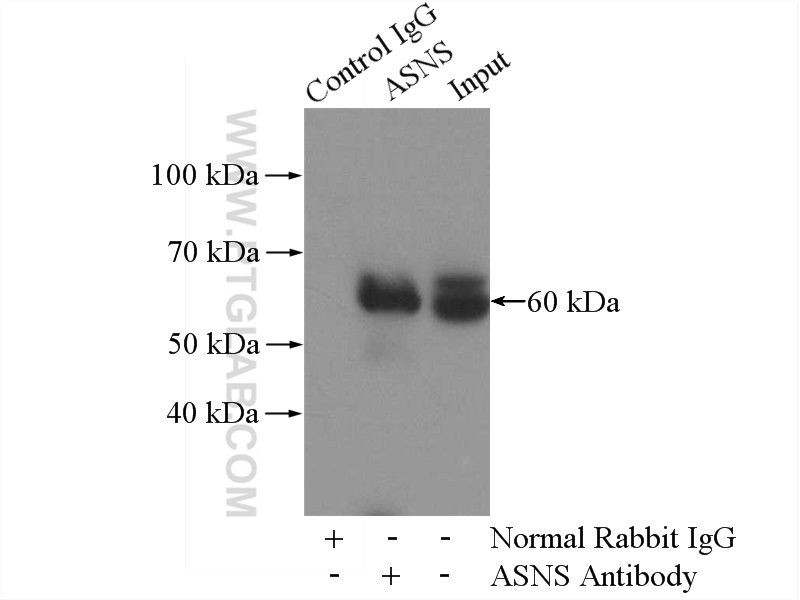 14681-1-AP;HeLa cells