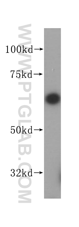 14681-1-AP;Jurkat cells