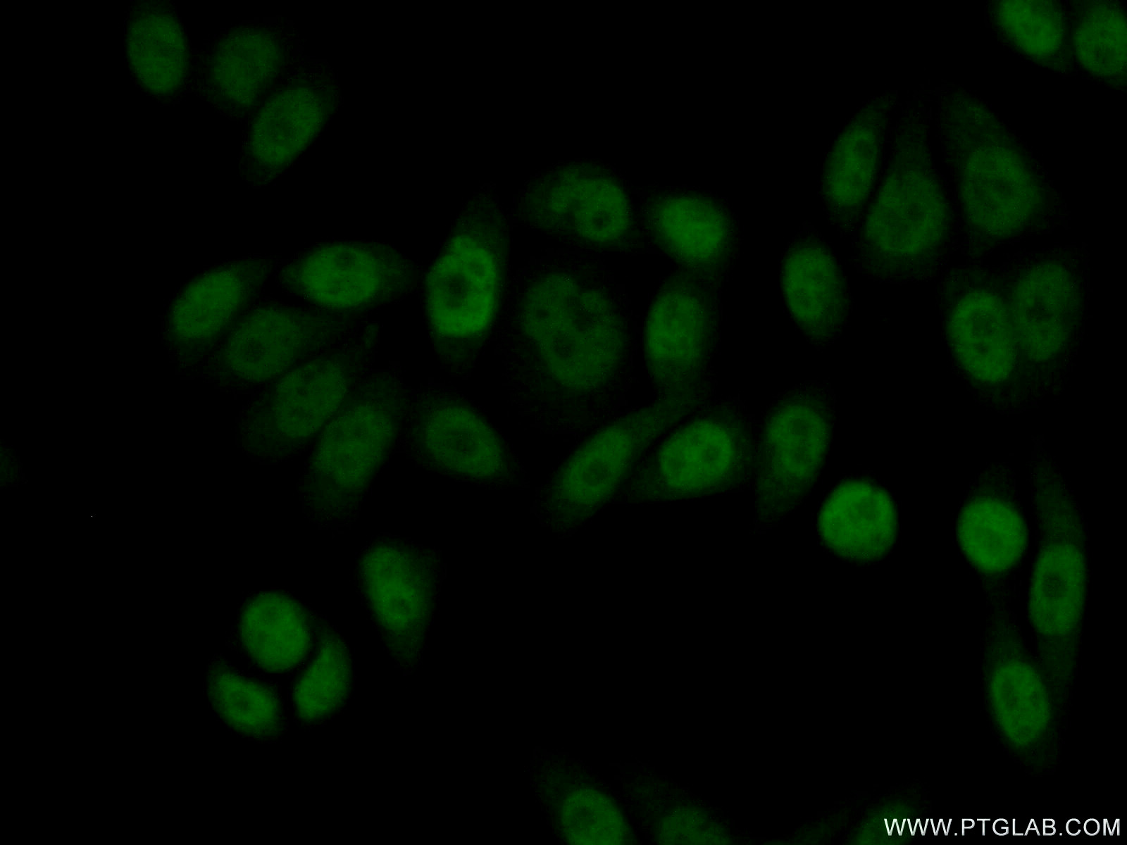 11400-1-AP;HeLa cells