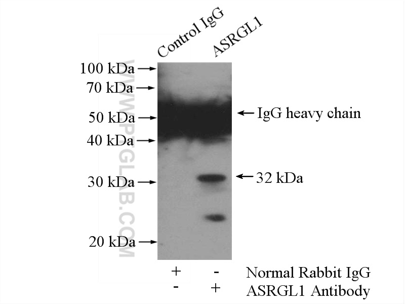 11400-1-AP;HeLa cells