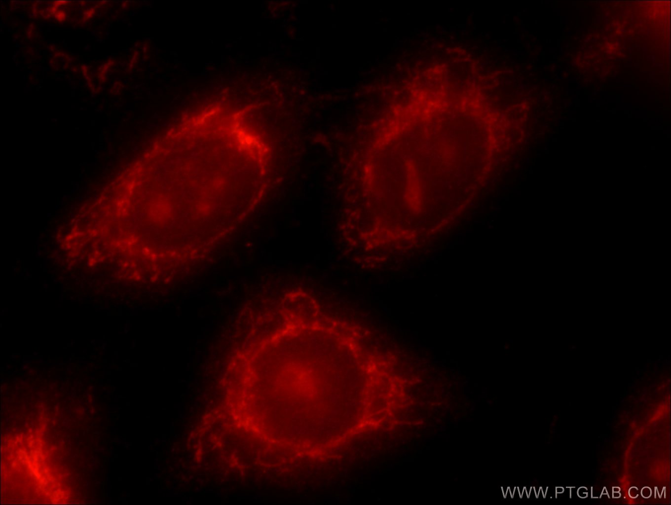 24169-1-AP;HeLa cells