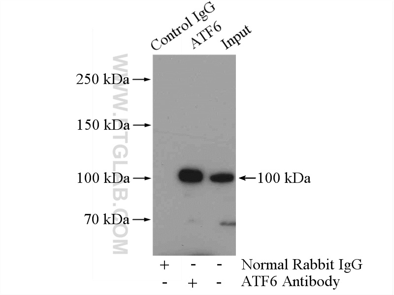 24169-1-AP;HeLa cells