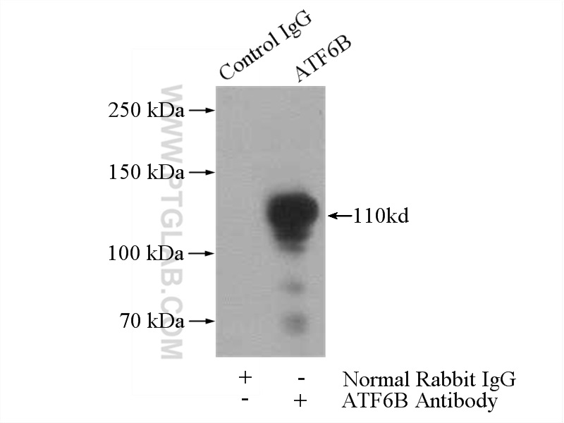 15794-1-AP;Jurkat cells