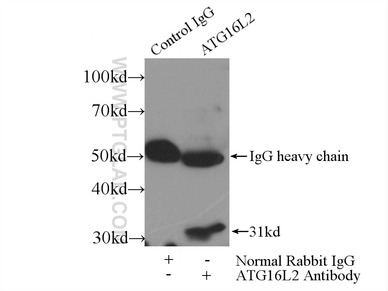 24322-1-AP;mouse testis tissue