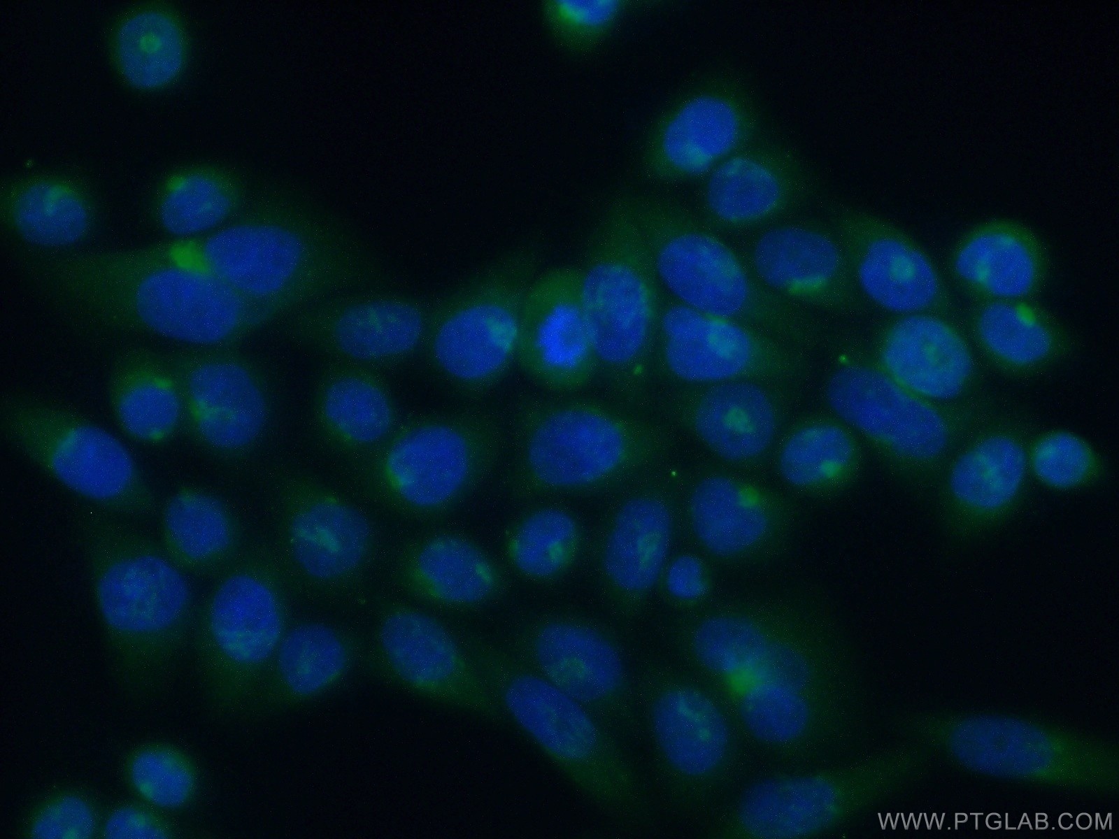 13310-1-AP;HeLa cells