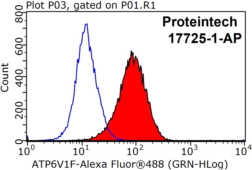 17725-1-AP;MCF-7 cells