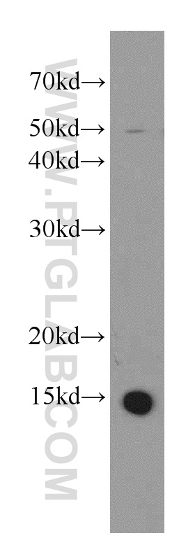 19523-1-AP;HEK-293 cells