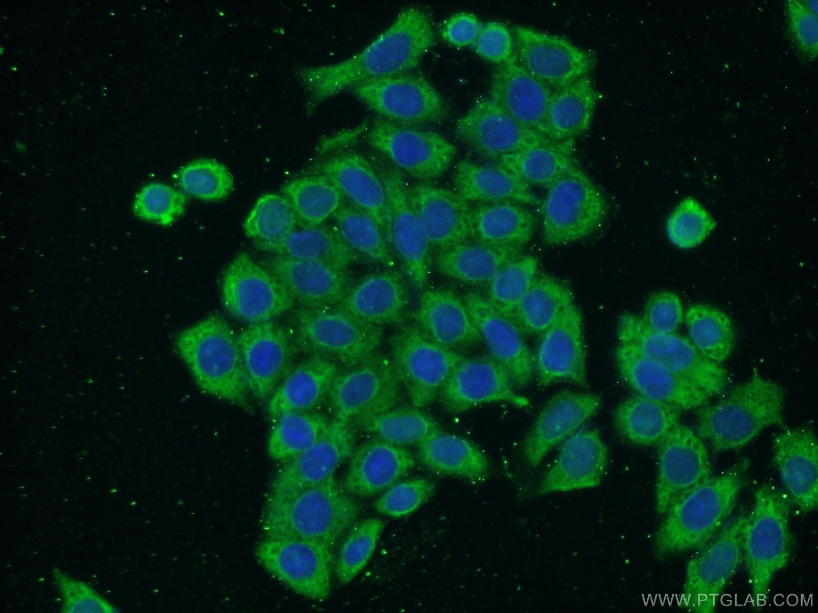 Annexin V Antibody 66245-1-Ig | Proteintech