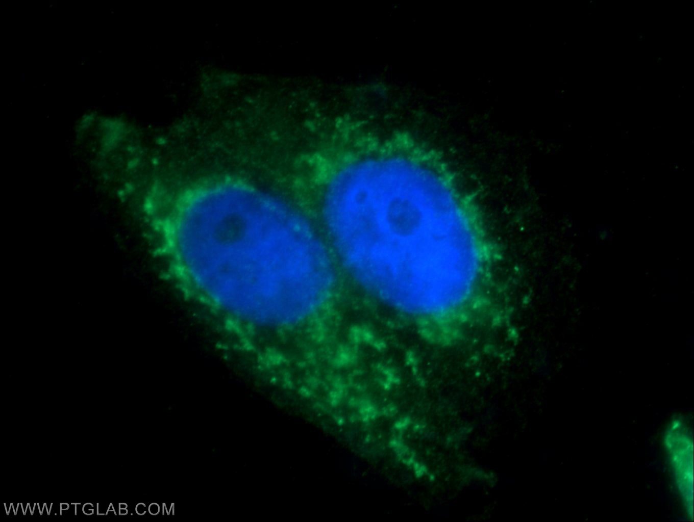 15990-1-AP;HepG2 cells