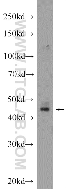 23976-1-AP;HepG2 cells