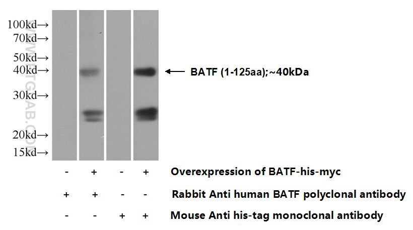 13507-1-AP;Transfected HEK-293 cells