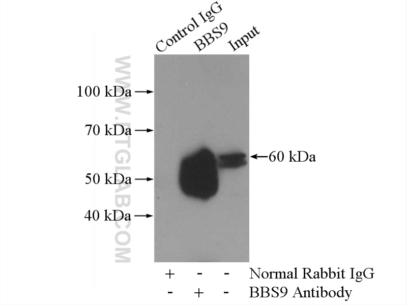 14460-1-AP;mouse testis tissue