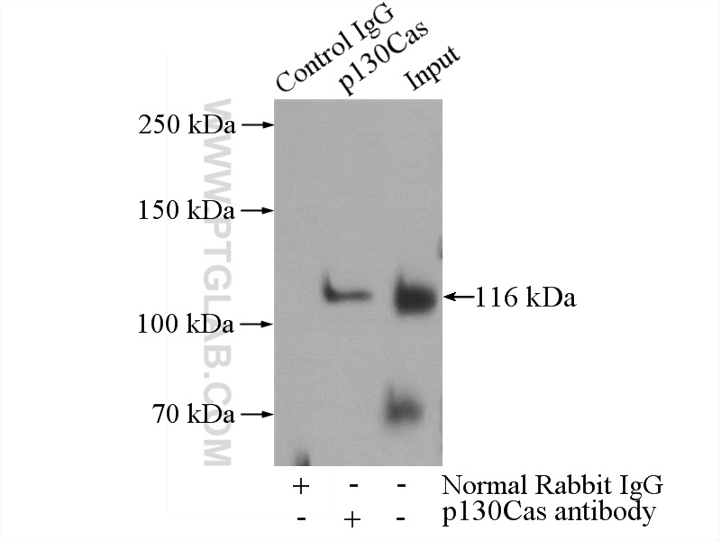 16815-1-AP;RAW 264.7 cells