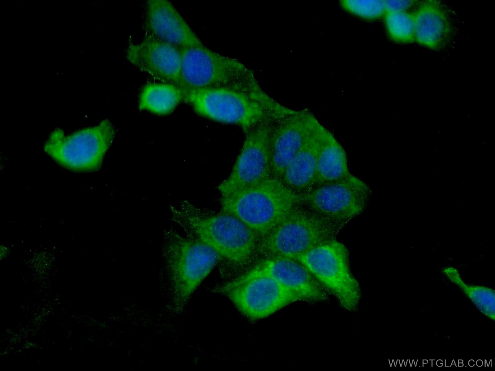 25776-1-AP;MCF-7 cells