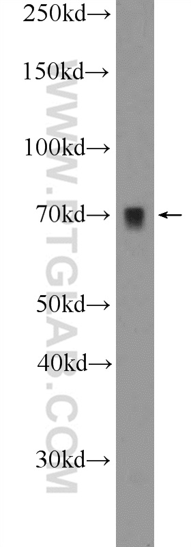 25776-1-AP;NIH/3T3 cells