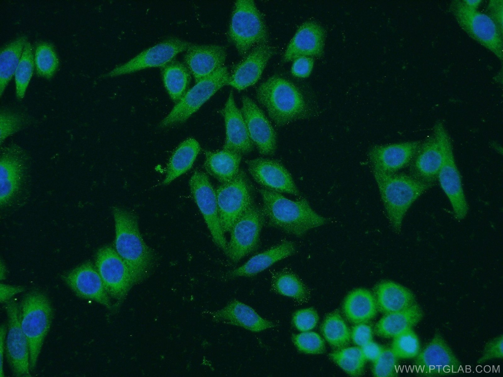 23854-1-AP;HeLa cells