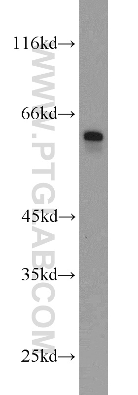 14324-1-AP;L02 cells