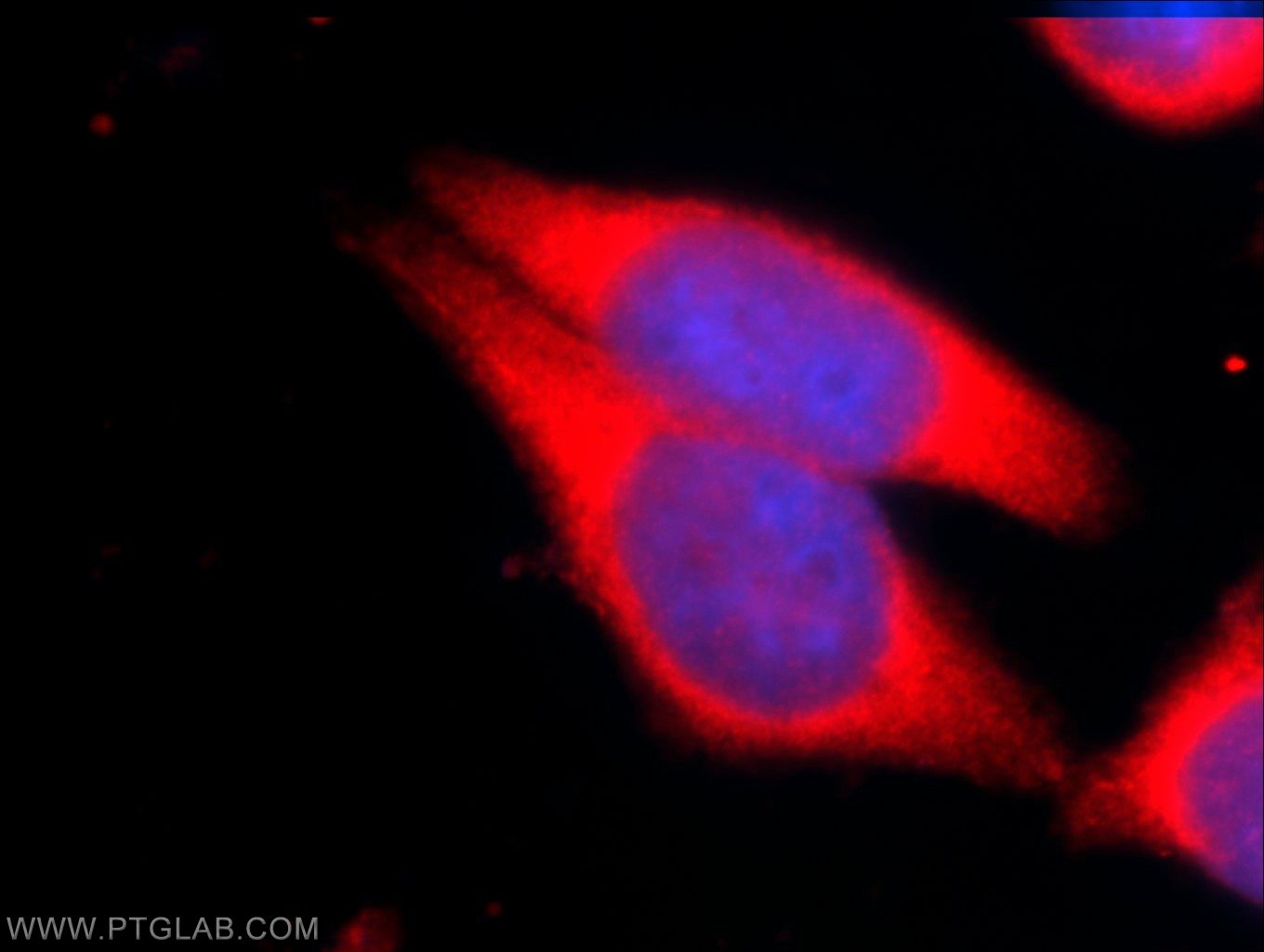 12702-1-AP;HeLa cells