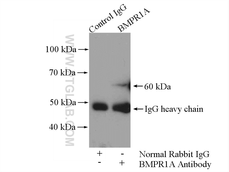 12702-1-AP;HEK-293 cells