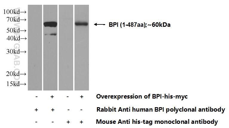 14368-1-AP;Transfected HEK-293 cells