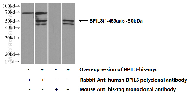 24426-1-AP;Transfected HEK-293 cells