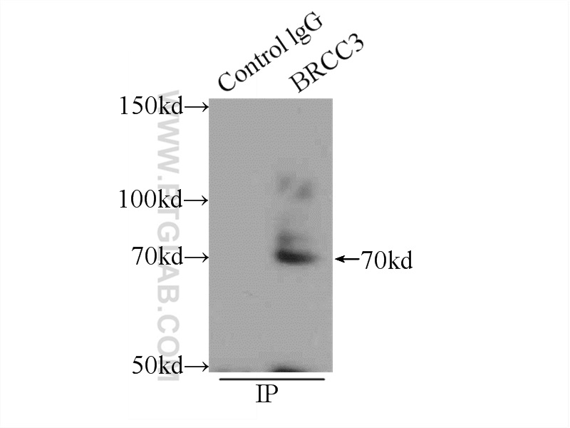 15391-1-AP;mouse heart tissue