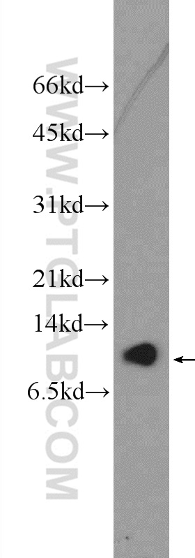 26086-1-AP;PC-3 cells