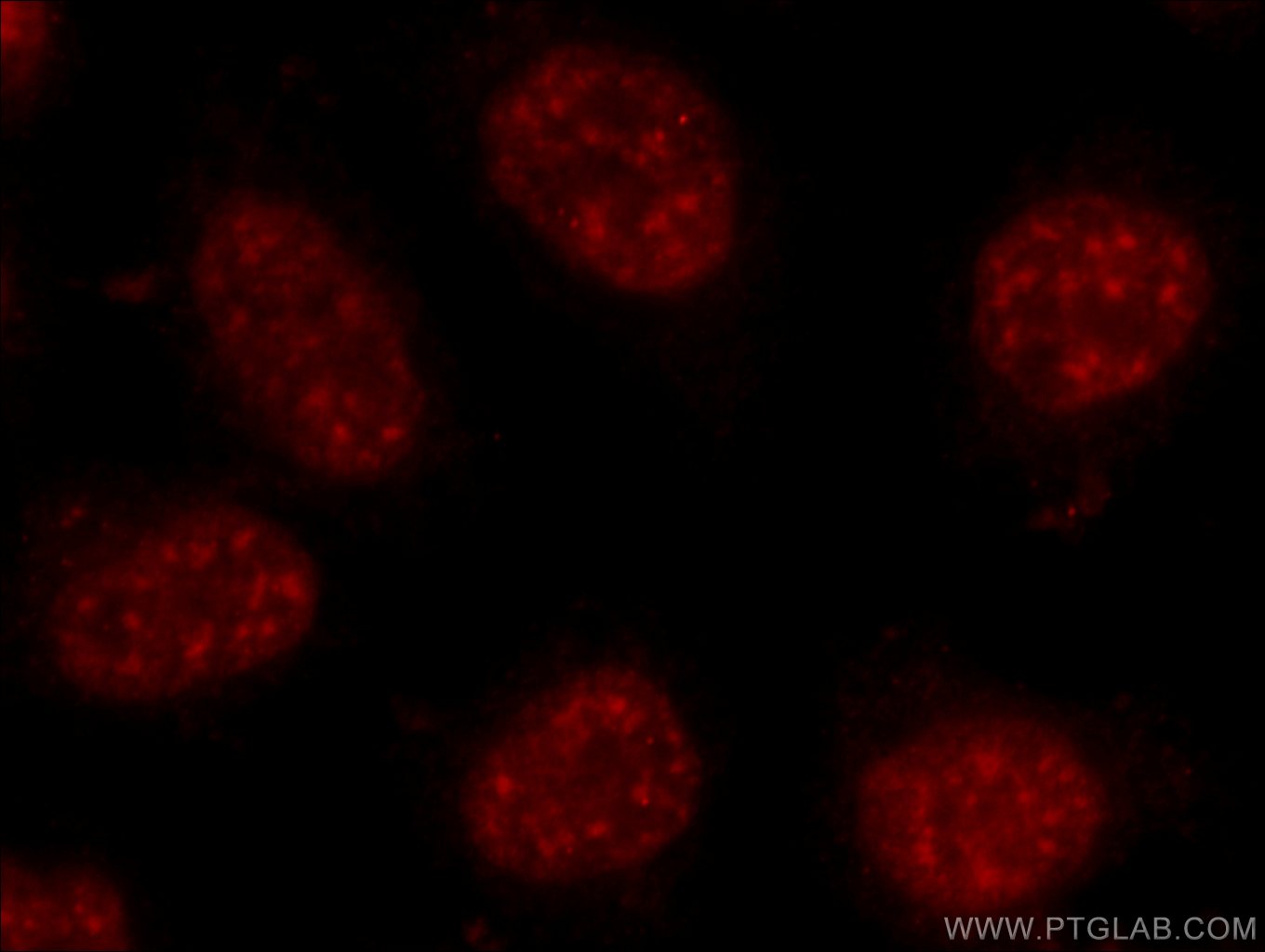 24384-1-AP;HeLa cells