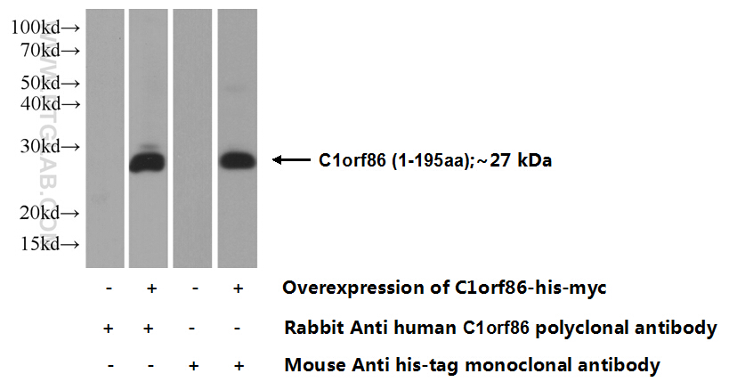 26138-1-AP;Transfected HEK-293 cells