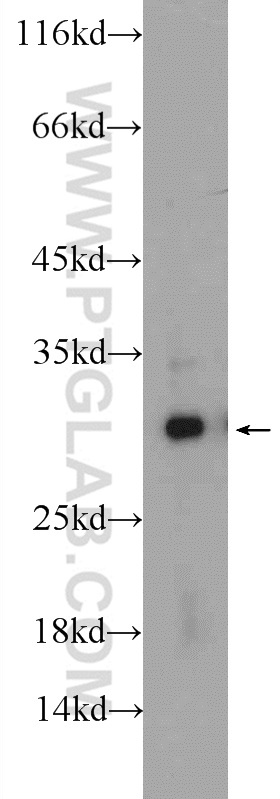 24479-1-AP;HEK-293 cells