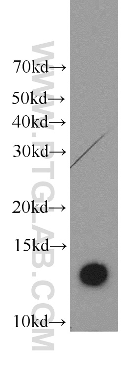 21466-1-AP;HepG2 cells