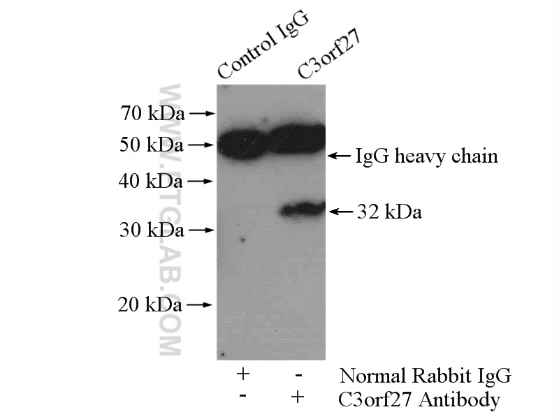 26114-1-AP;HeLa cells