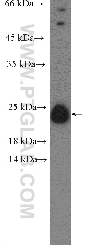 25596-1-AP;Jurkat cells