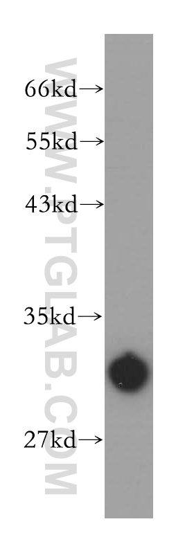 13342-1-AP;mouse testis tissue