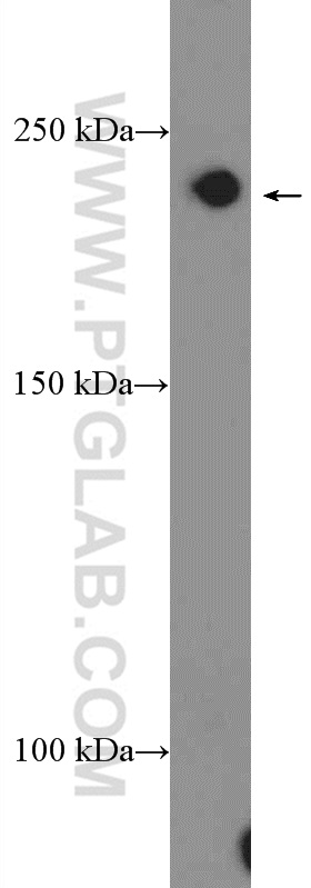 22276-1-AP;HEK-293 cells