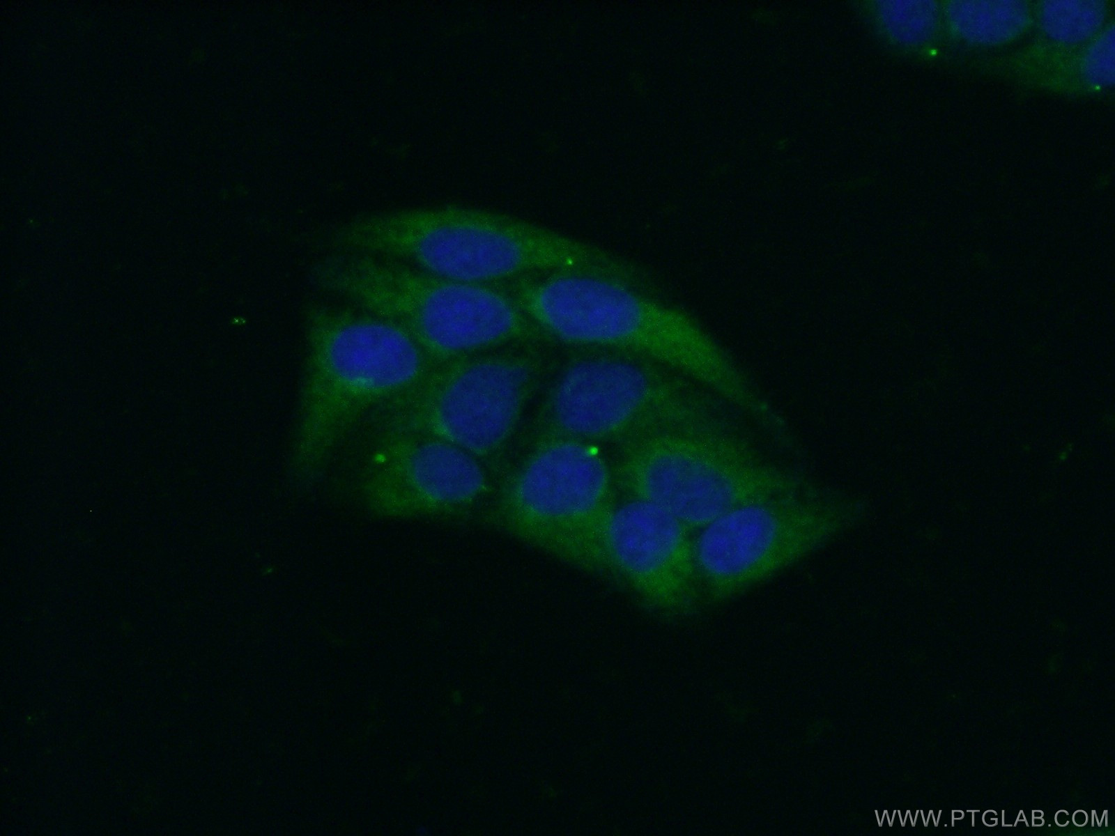 17804-1-AP;HepG2 cells