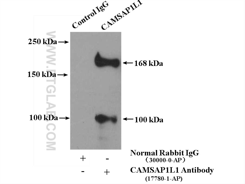 17880-1-AP;PC-3 cells