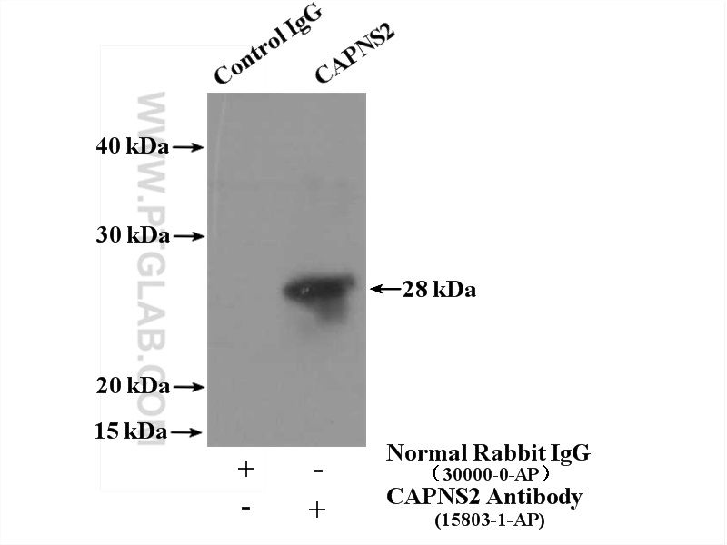 15803-1-AP;mouse skin tissue