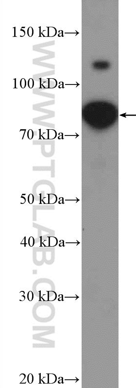 26314-1-AP;Jurkat cells