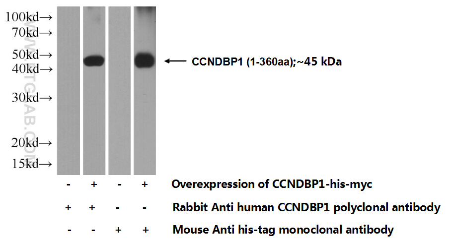 12363-1-AP;Transfected HEK-293 cells