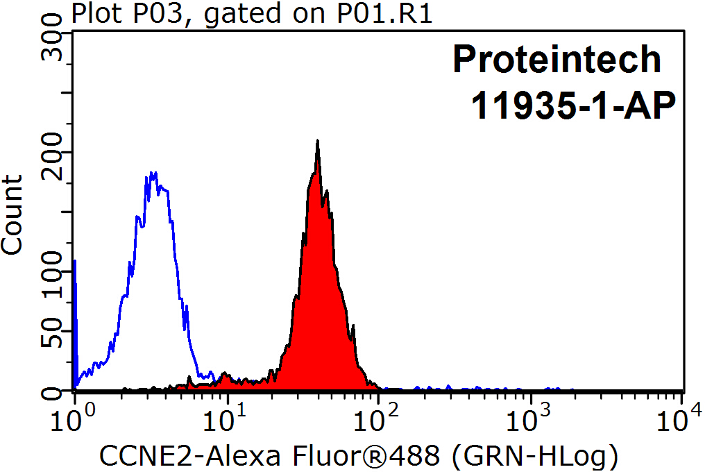 11935-1-AP;HeLa cells