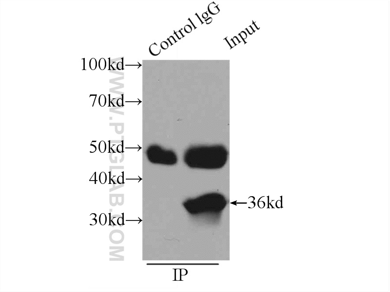 18042-1-AP;K-562 cells