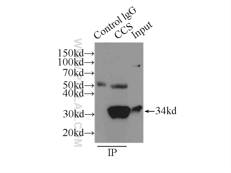 22802-1-AP;HepG2 cells