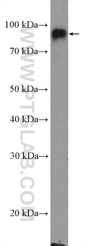 10554-1-AP;U-937 cells